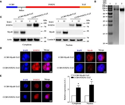 Recombinant FOXN1 fusion protein increases T cell generation in old mice